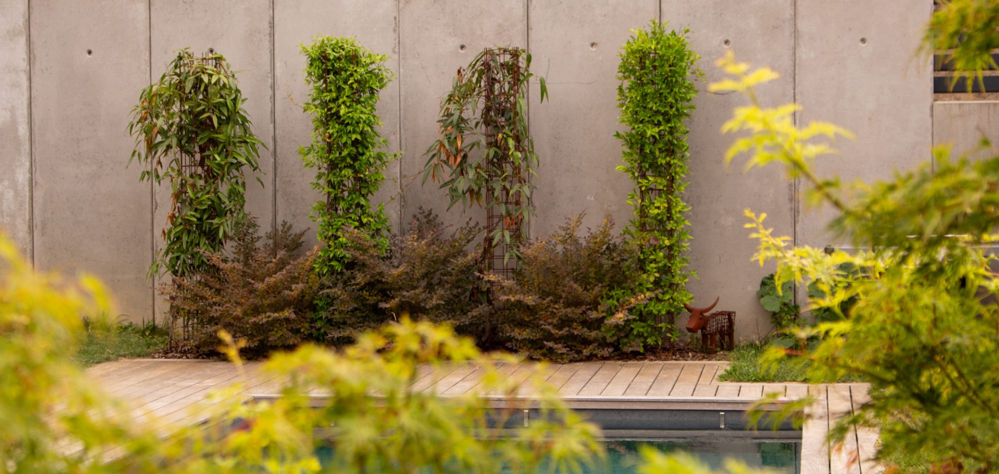 Jardin conçu par Jour de Jardin : plantes grimpantes sur mur béton, érable doré, terrasse en bois et bassin, près de Villefranche-sur-Saône